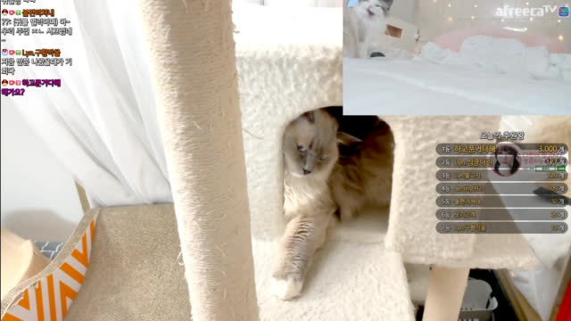 BJ♡에디린♡클립]물어!!!